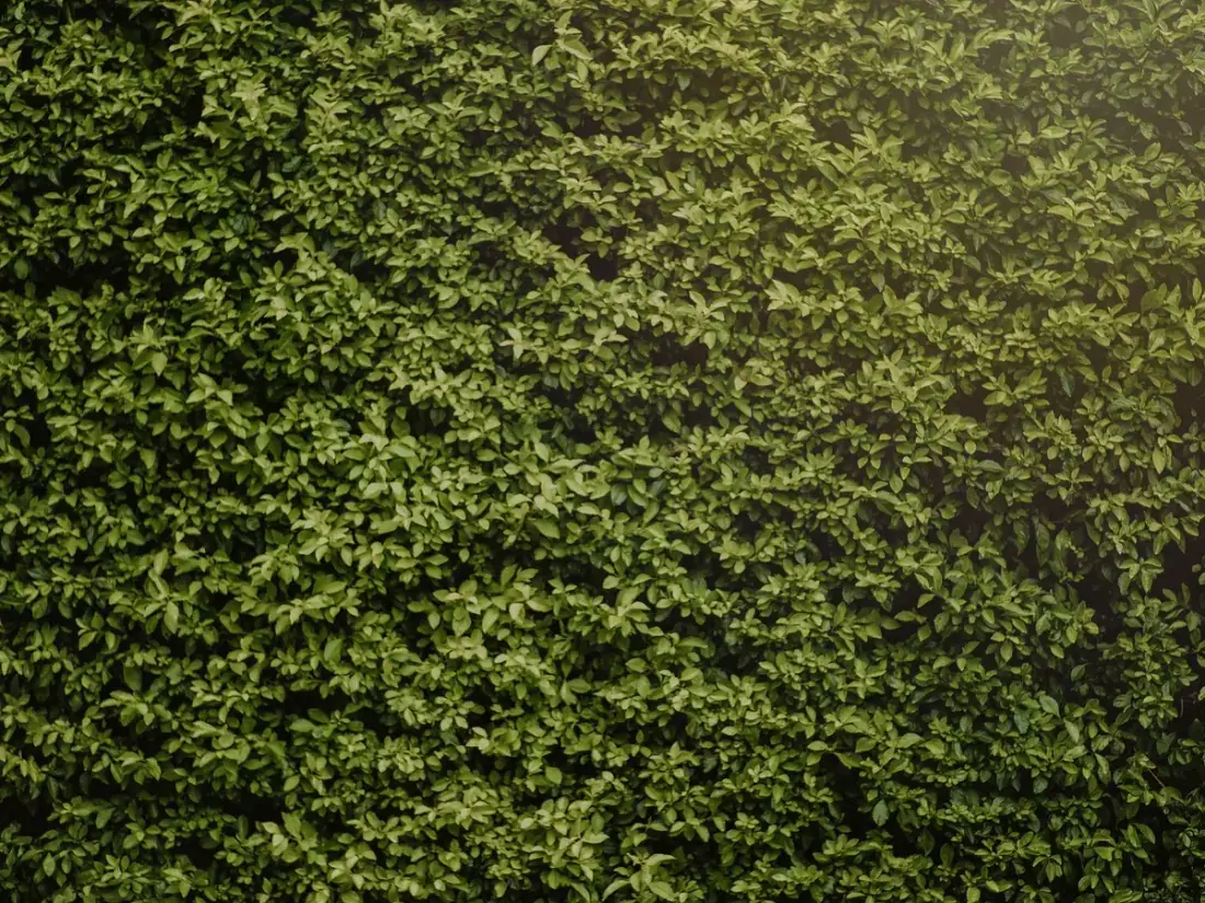 Dicht geschnittene grüne Hecke